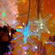 Illustration for article titled Tokyo Xmas Light Shows Overload Senses, Power Grid